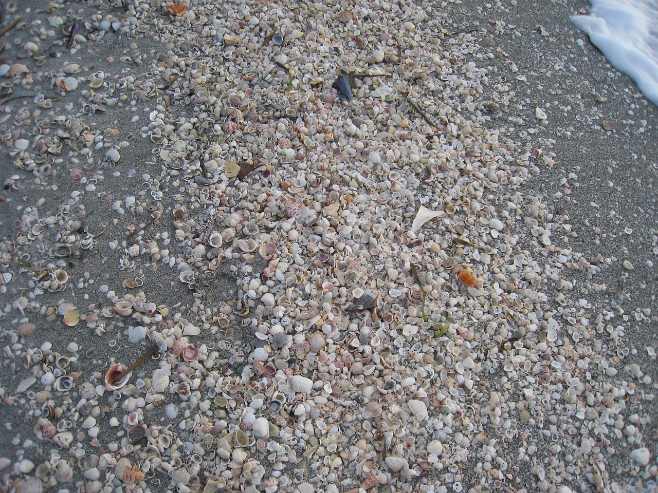 Vacation 2007-12 - Sanibel Island 0079.jpg - Our vacation for 2007-08 to Florida included a side trip to Sanibel Island. The main attraction here is "shelling", known as "The Sanibel Stoop" named for people bending over to pick up shells. It was a cold and blustery day at best!